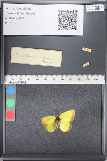 Media type: image;   Entomology 124446